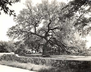 Photo of Treaty Oak tree