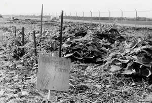 Photograph of a vegetable garden plot with a sign that says 