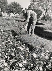 Photograph showing gardener tending hedges on Capitol grounds