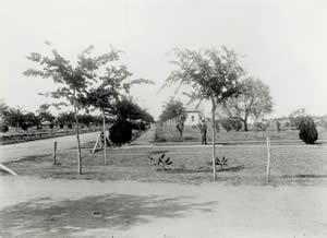 Photograph showing sidewalk and street with hackberry trees alongside