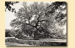 Photograph of Treaty Oak