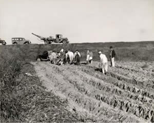Photograph of men with mule-drawn plow in cultivated field