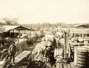 Photograph of cotton arriving at the cotton gin in horse-drawn wagons