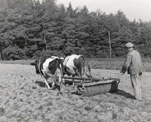 Photograph of man walking behind plow being pulled by two cows