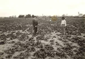Photograph of men in spinach field near Town Lake