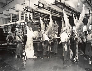 Photograph of cow carcasses hanging from the ceiling in the Austin Abattoir